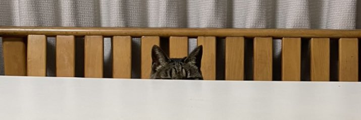 kurocat_noa's profile banner image