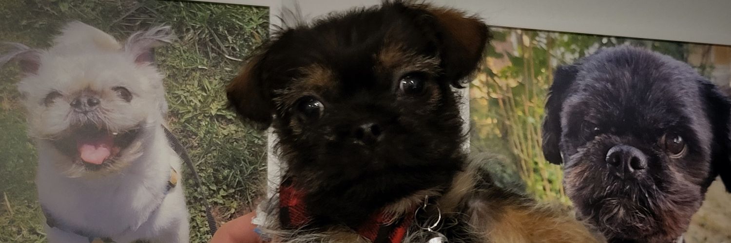 FelixthePugzu's profile banner image