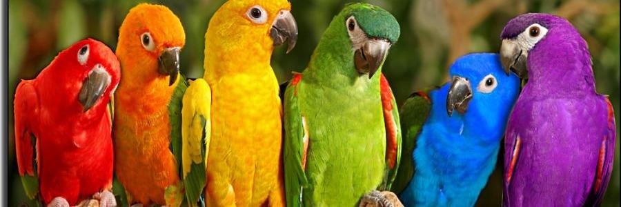 PaloteDePericos's profile banner image