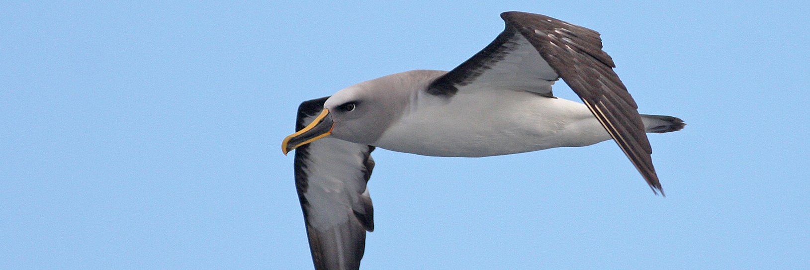 Mark James Pearson (@Markthebirder) / Posts / X