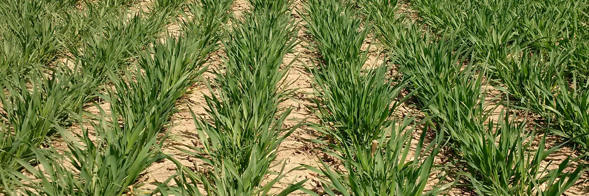 Tim Meulensteen banner