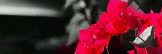 saeed1122339's profile banner image