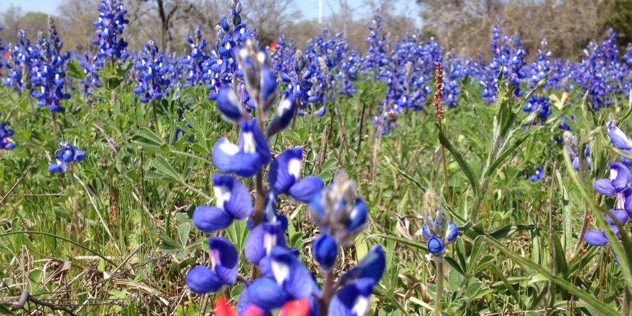 Hanah Georges, PhD, MS banner