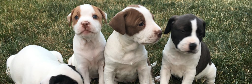Lakeshore_PAWS's profile banner image