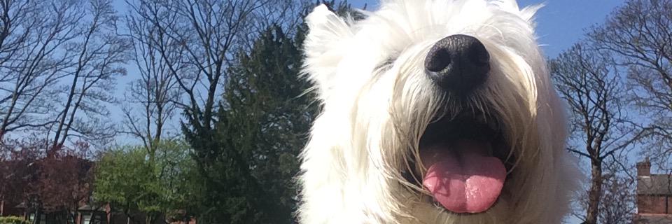 Charliepooch's profile banner image
