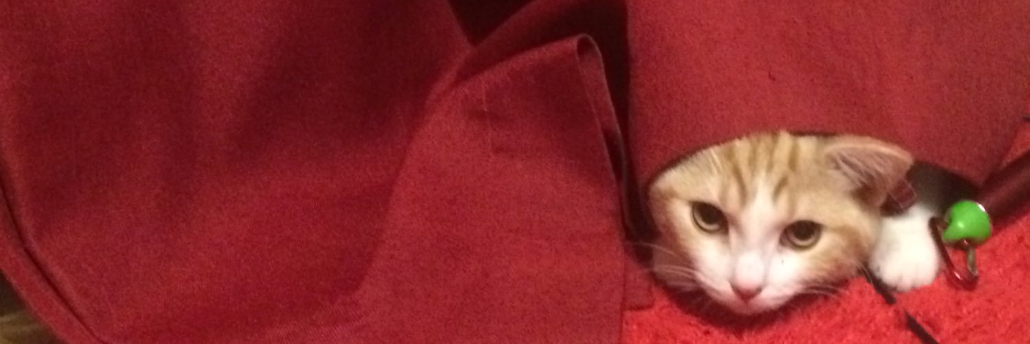 pekohe's profile banner image