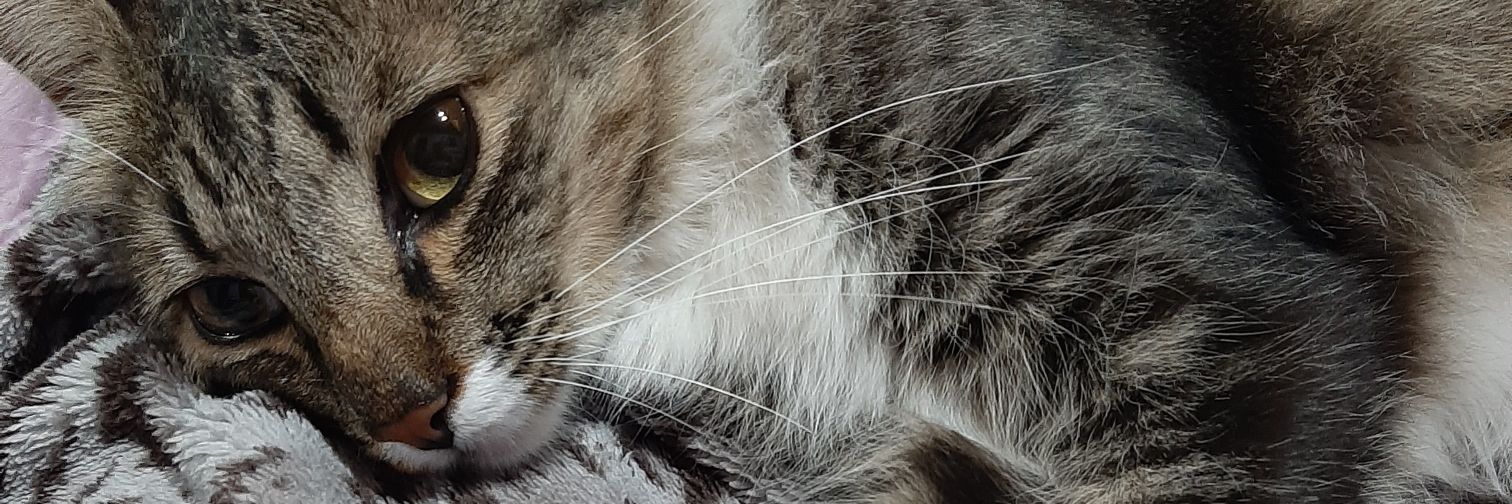 orilang22's profile banner image