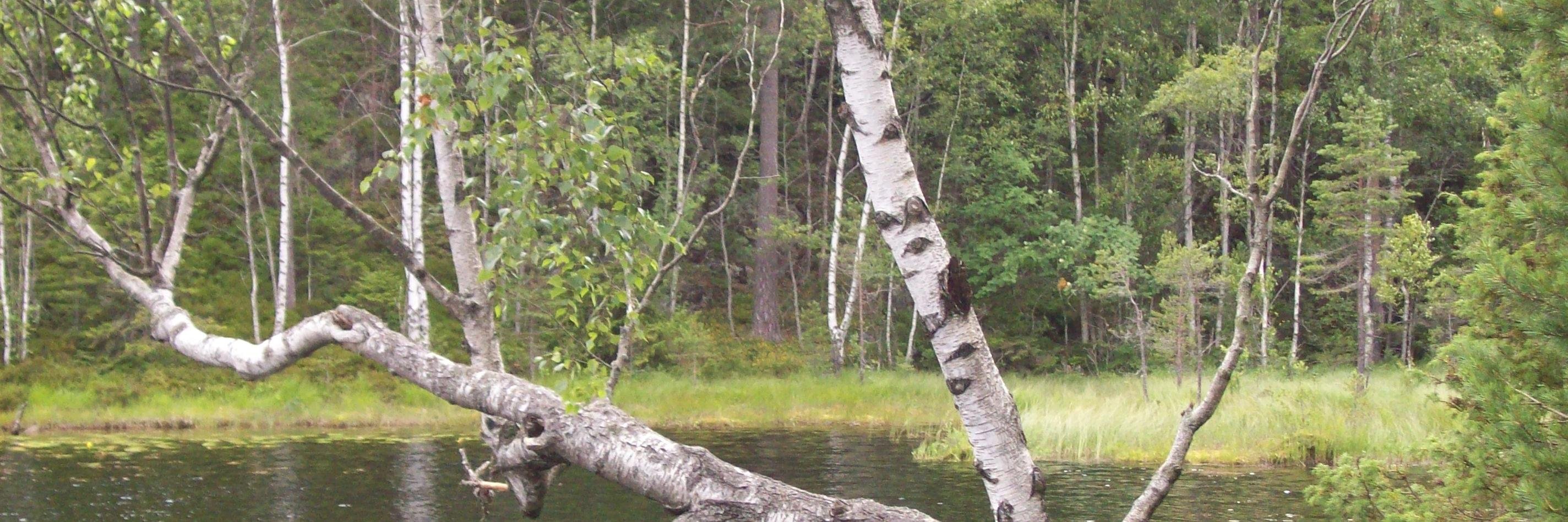 aysenichelle's profile banner image