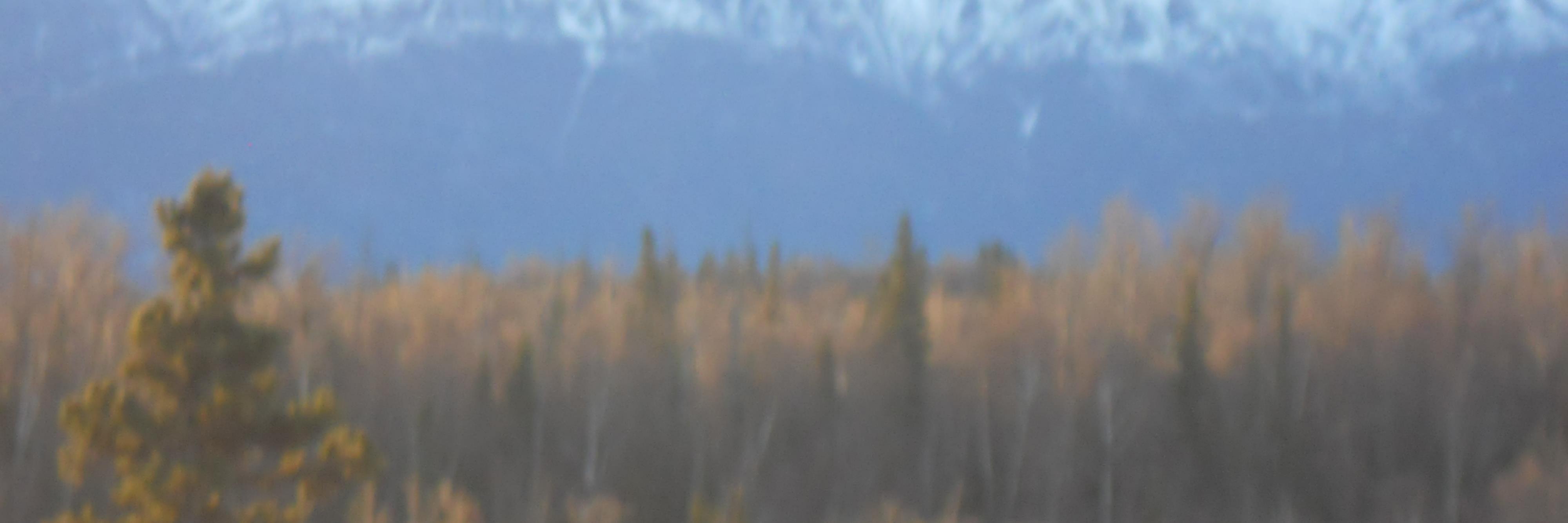 MsLibertarian's profile banner image
