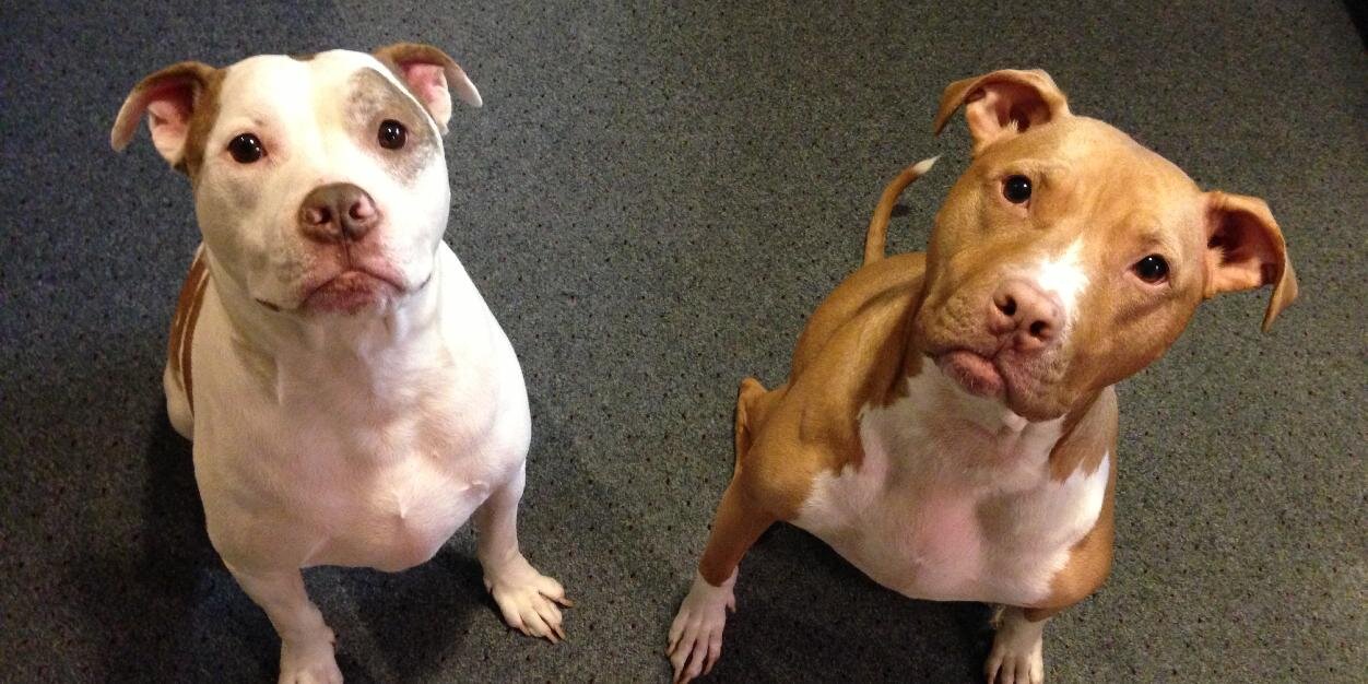 The Proper Pit Bull banner