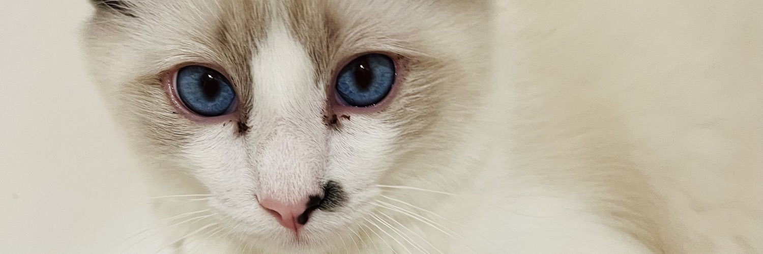 HelloTootsie's profile banner image