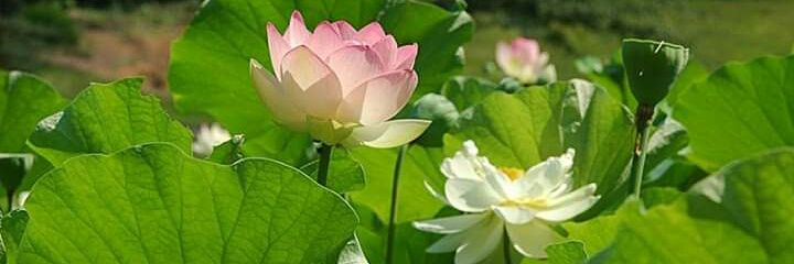 ⭐✳️🇮🇳तापोस🇮🇳✳️⭐ banner