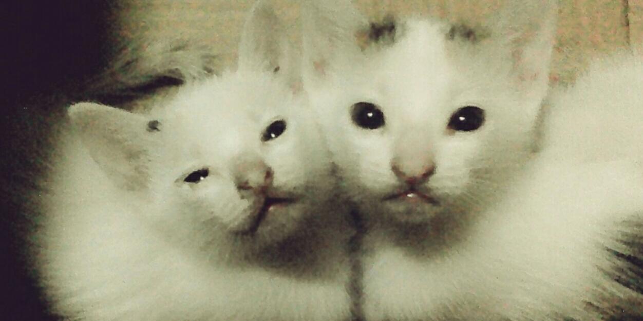 Mellyimnida's profile banner image