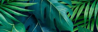 sofia_felice's profile banner image