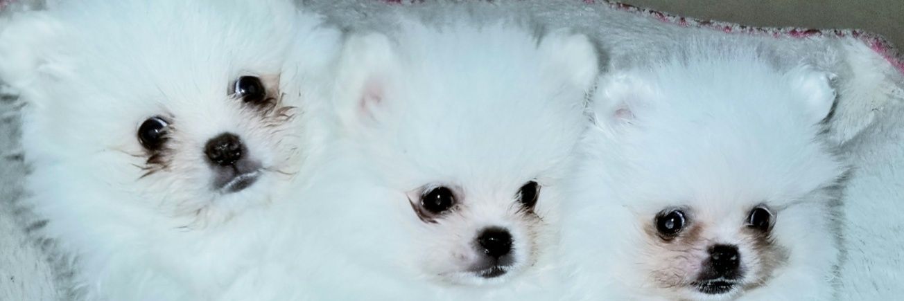 Crypto Momma Moon banner