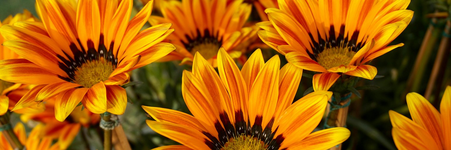 MaryKline2's profile banner image