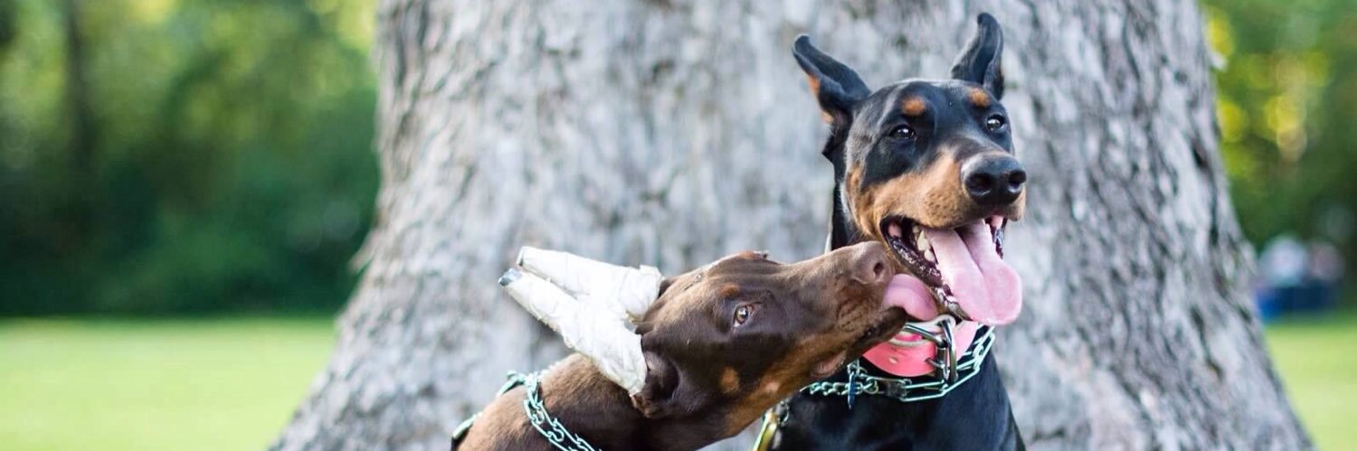 escodoberman's profile banner image