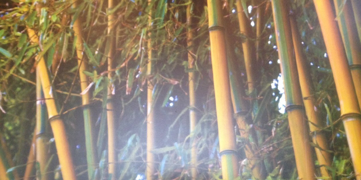 BigFrogReno's profile banner image