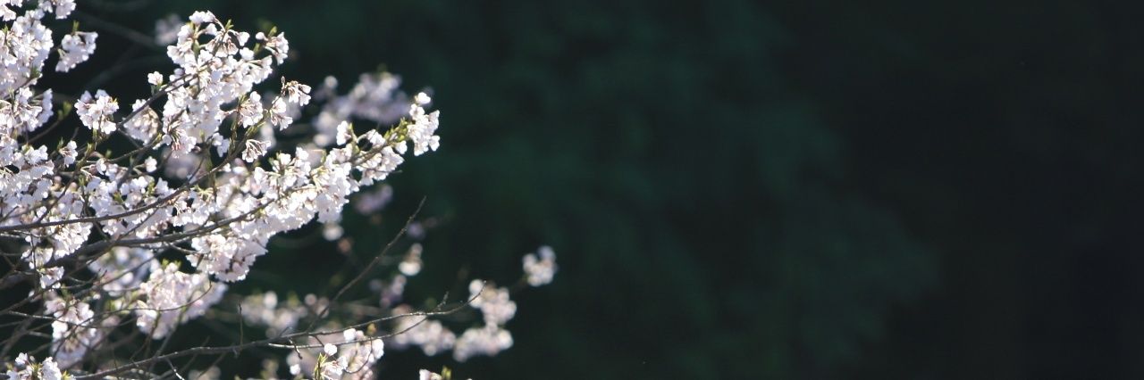 pon_608's profile banner image