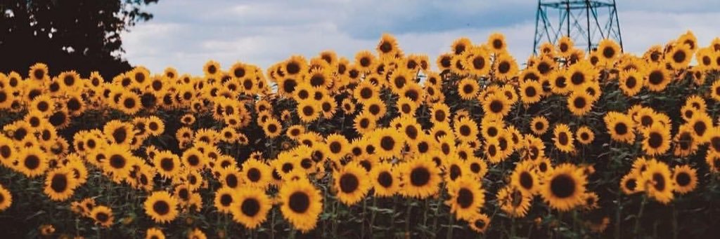 AleGaribi's profile banner image