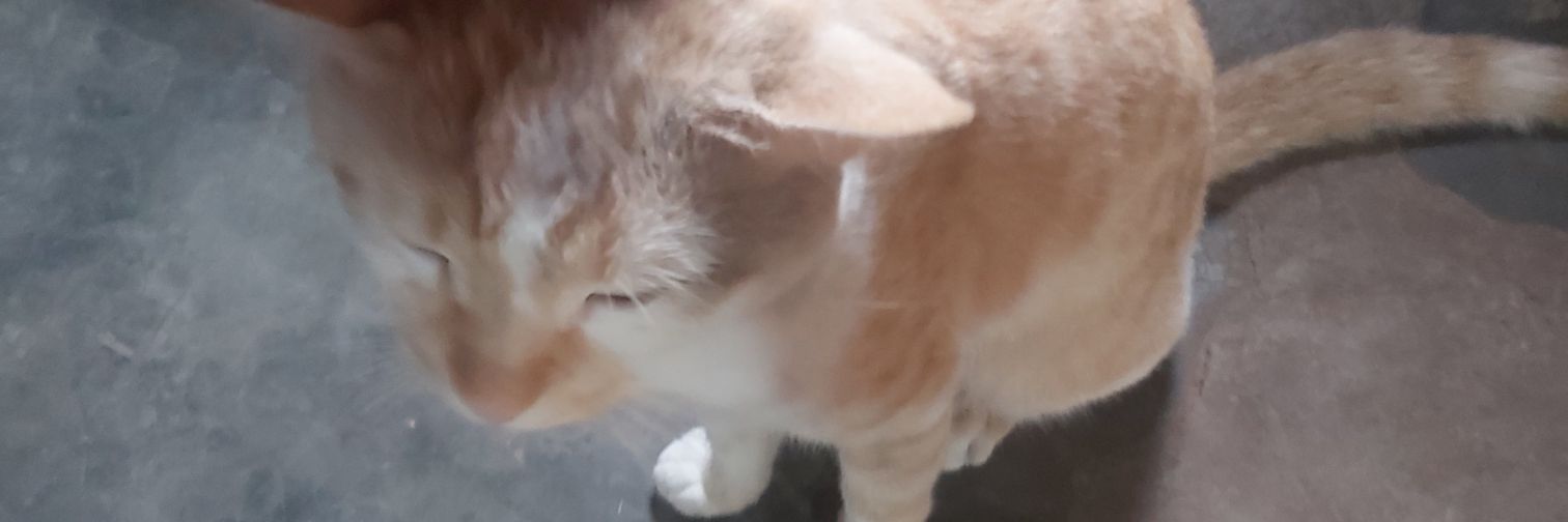 AyoThecook's profile banner image