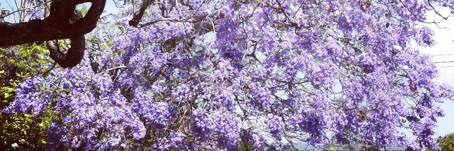 Leticia Montiel banner