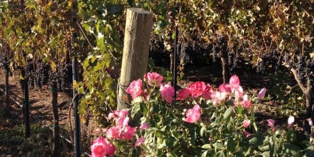 Pegasus Winery banner