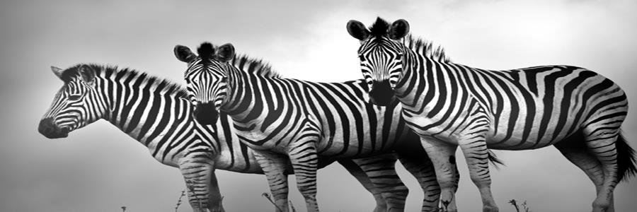 JamboPrint's profile banner image