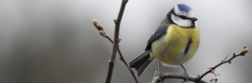 Georg Engelhard banner