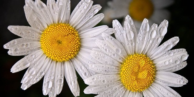 kalieflower's profile banner image
