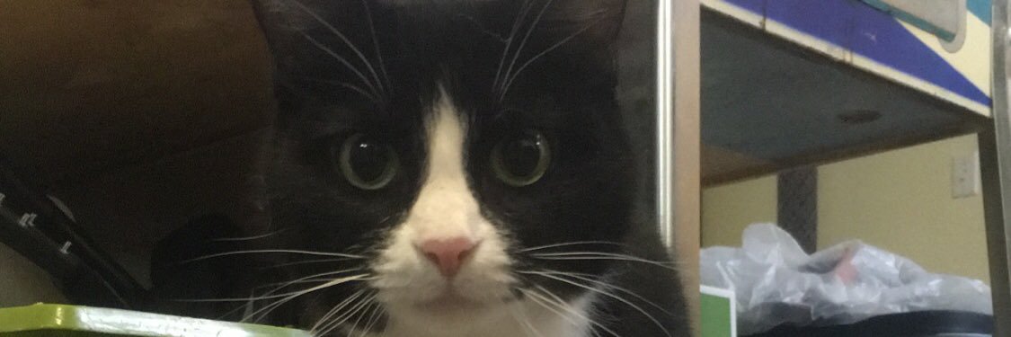 dlinbo's profile banner image
