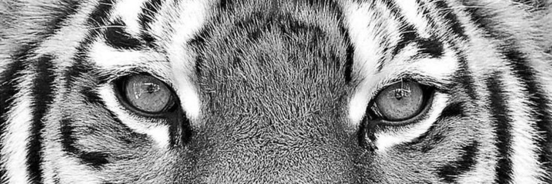 Curt_yates11's profile banner image