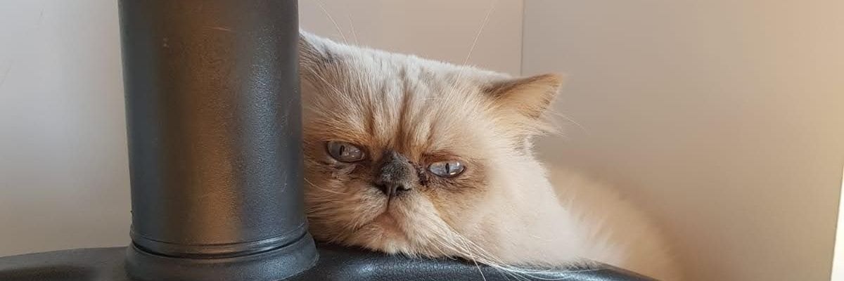olcytml's profile banner image