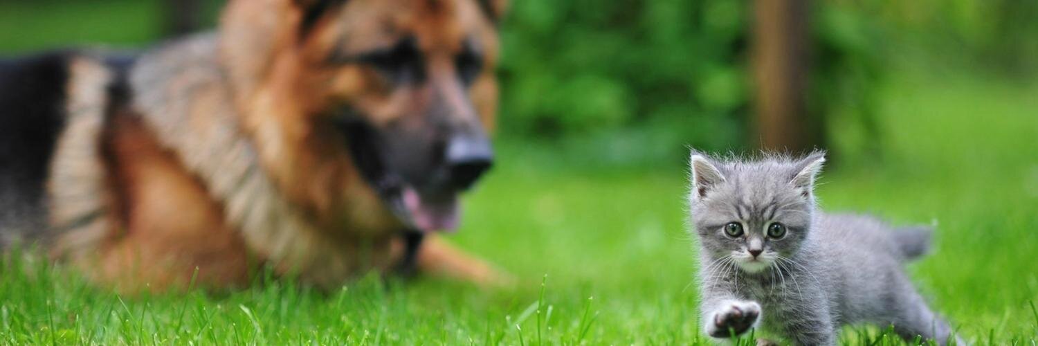 MiPerroMiGato's profile banner image