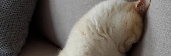 peachjuneya_'s profile banner image