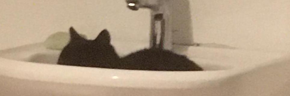 Poes kat banner
