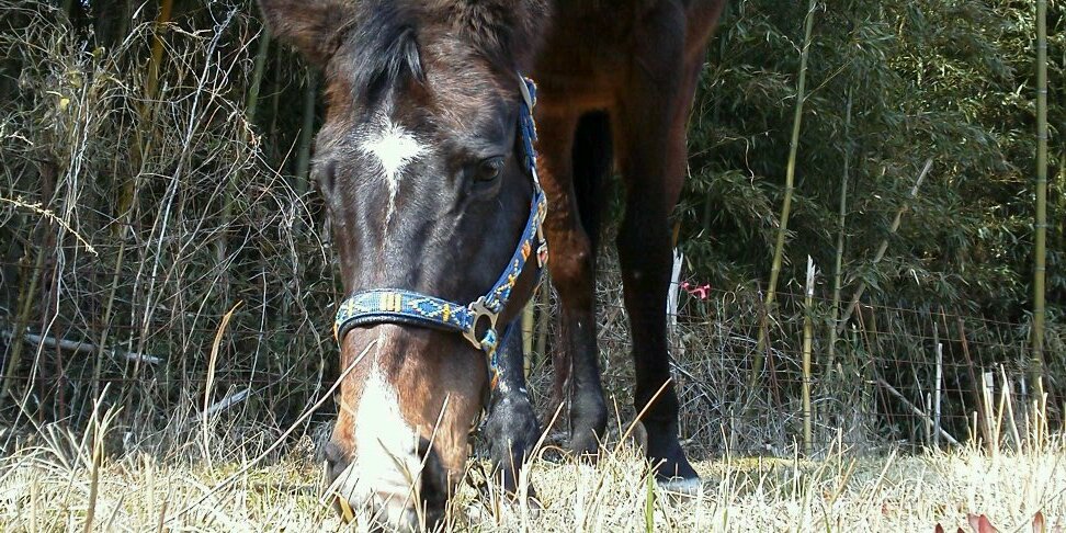 よーぐるっぺ banner