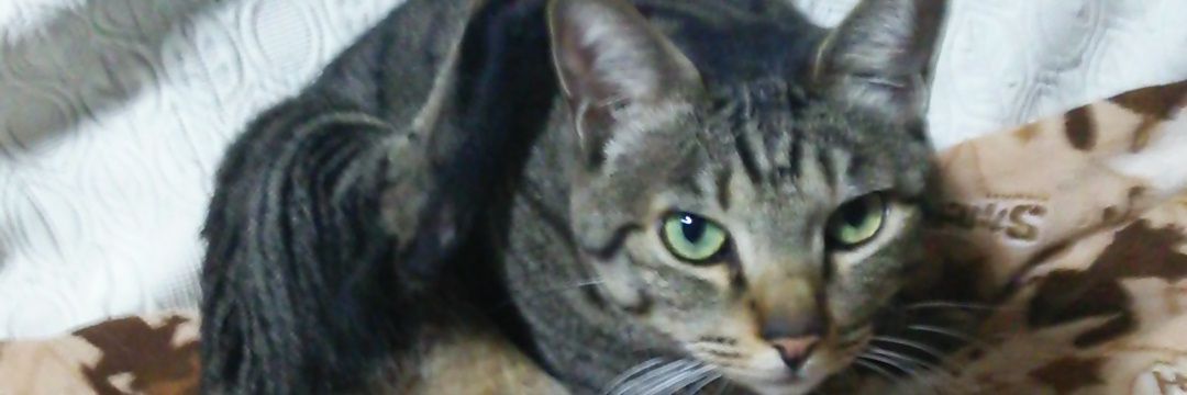 Ninjajamaru's profile banner image