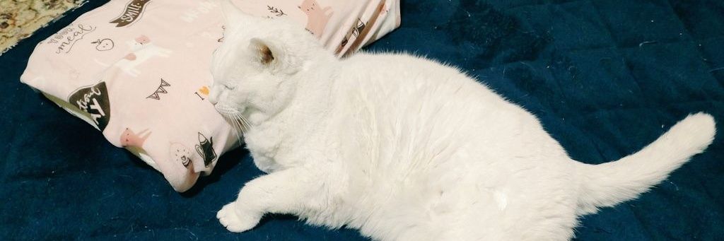 aji_4649's profile banner image