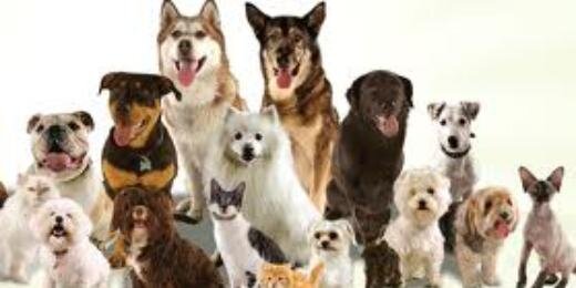 petsadoption738's profile banner image