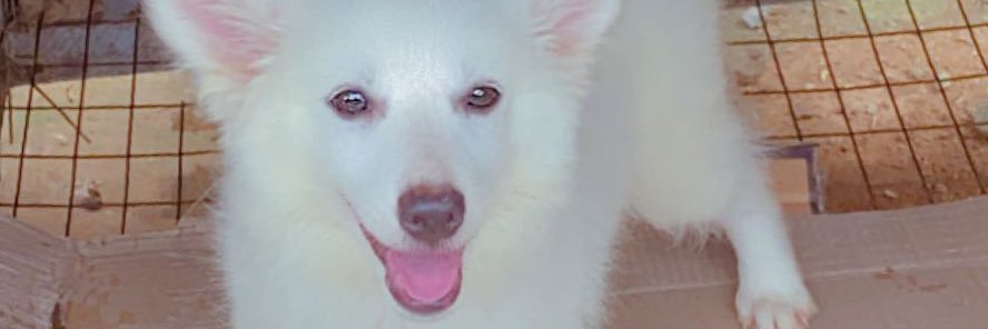 tyloski's profile banner image
