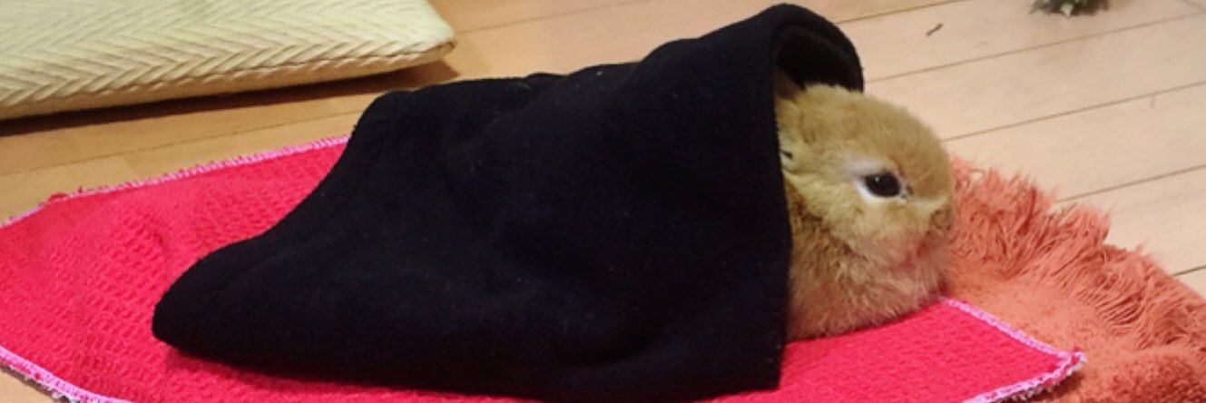 utahaha1113's profile banner image