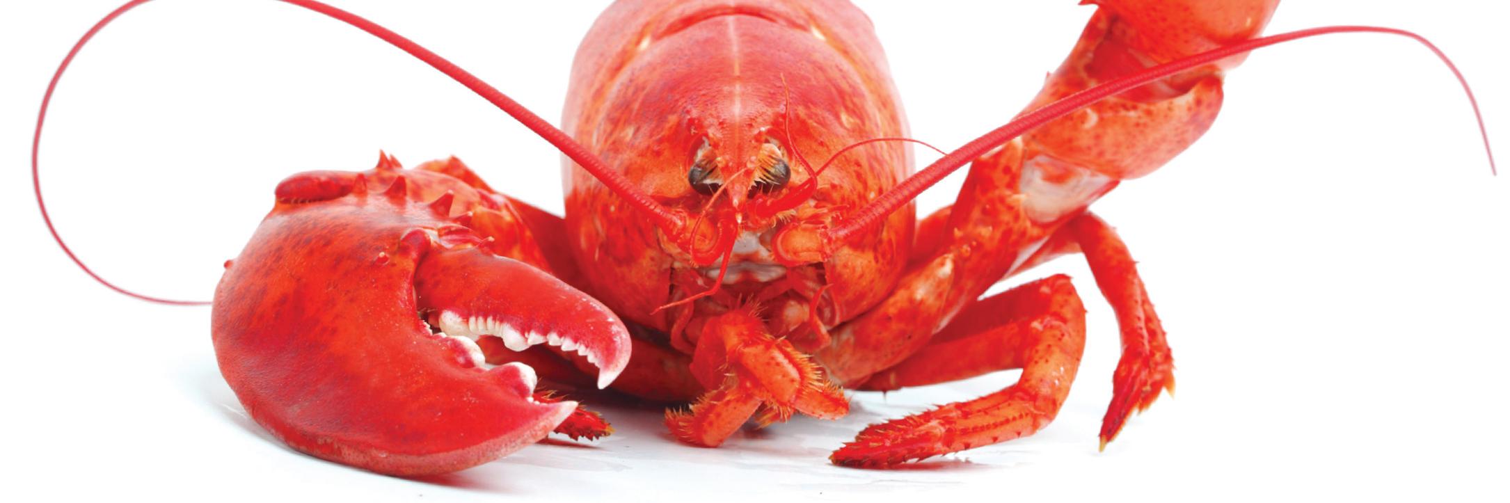 MeulemeesterYE's profile banner image