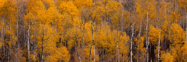 NationalForests Profile Banner