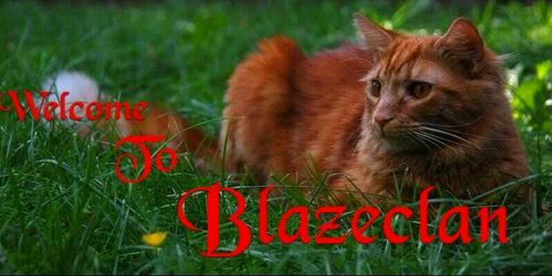 Yellow_of_Bc's profile banner image