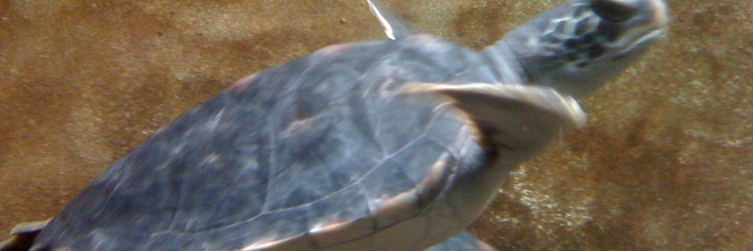 Ariwrite's profile banner image
