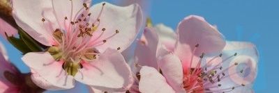smfbemail's profile banner image