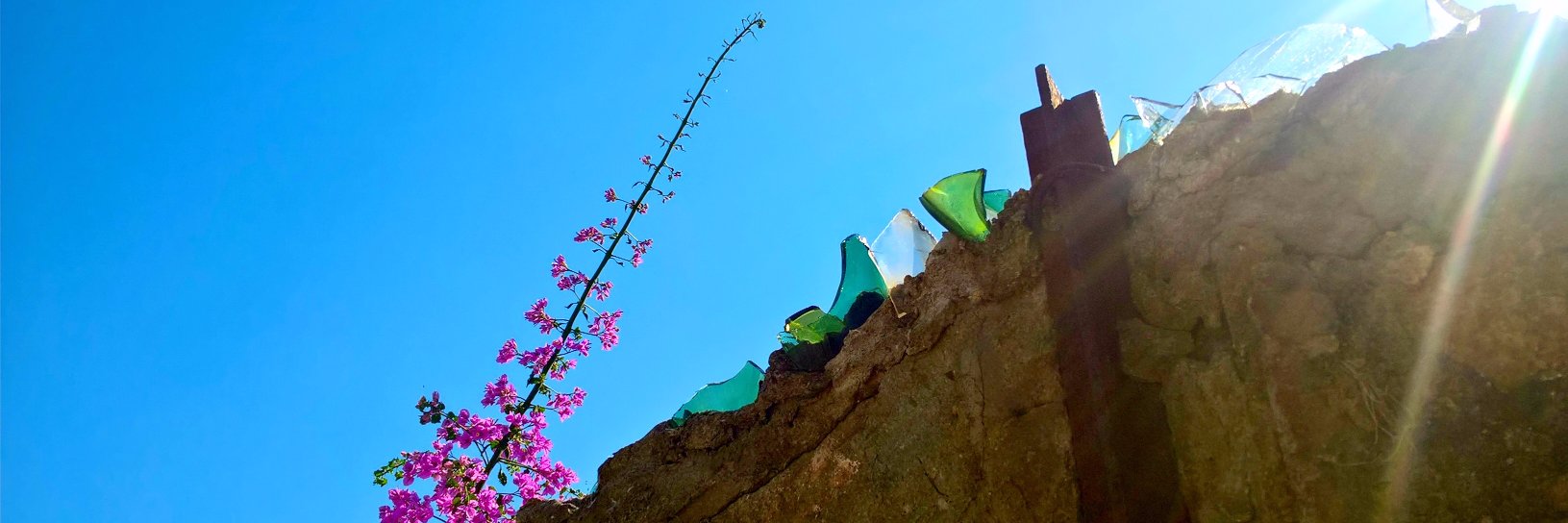 Thea Sommerschield banner