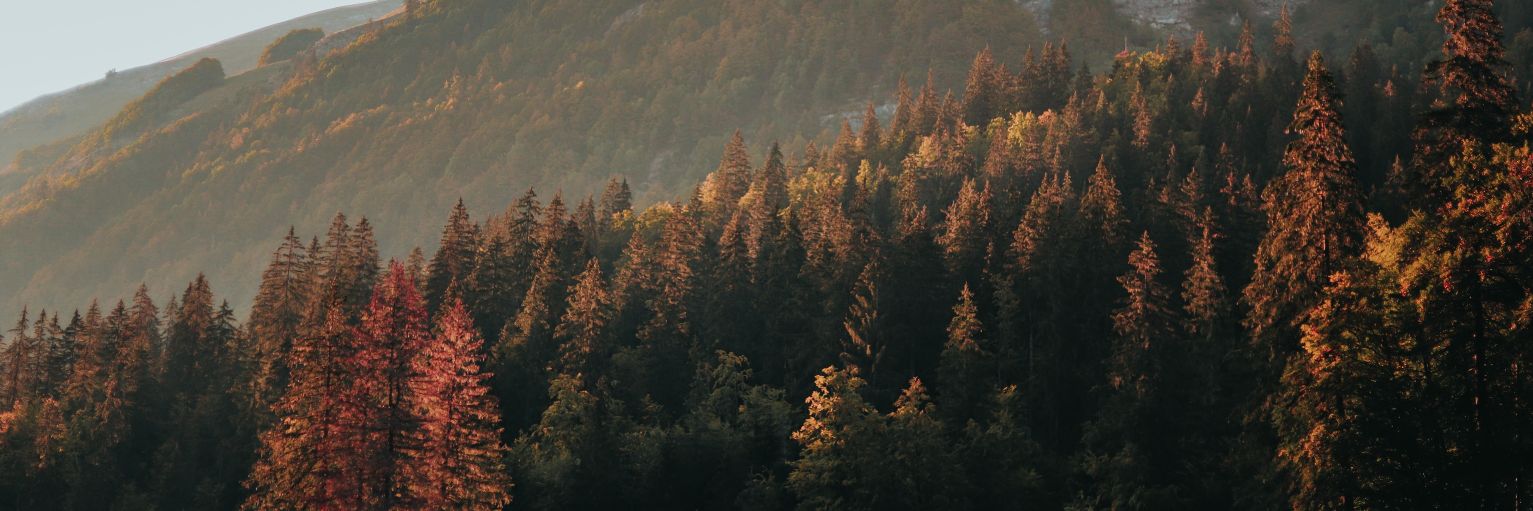 CaroPlgn's profile banner image