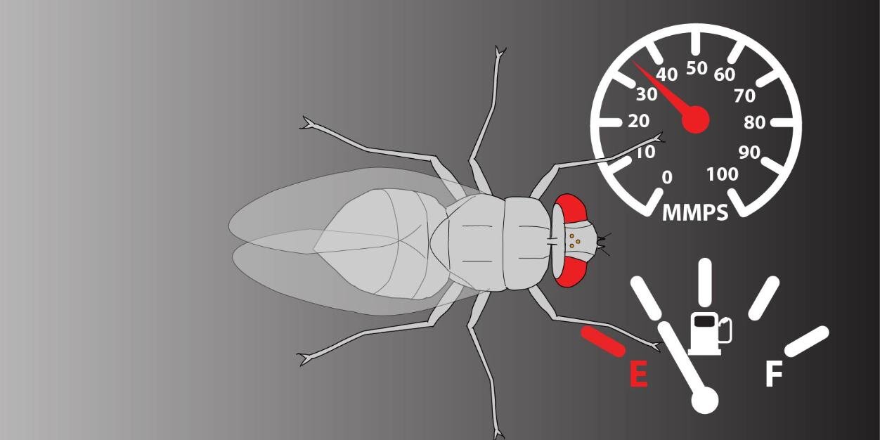 Kit D. Longden banner